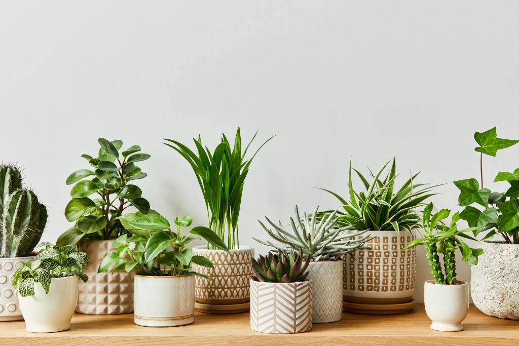 Do houseplants really improve indoor air quality? Which ones are the most effective as such?